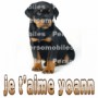 c mon chien
